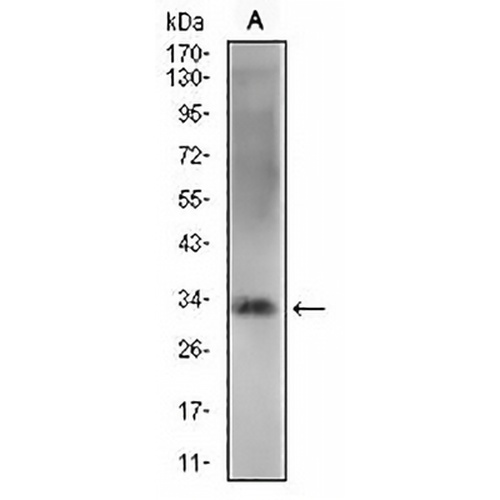 REX-1 Mouse Monoclonal Antibody(C3051)