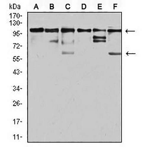 ZFP91 Mouse Monoclonal Antibody(C3052)