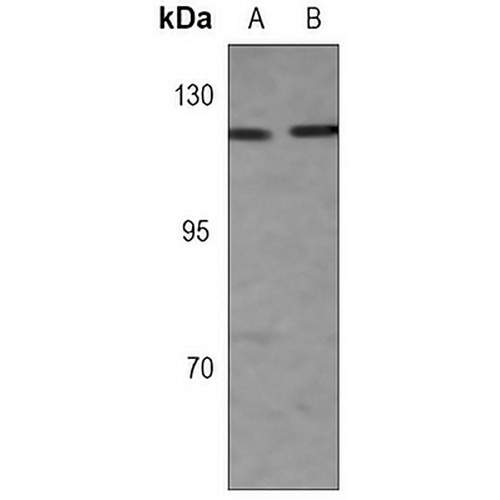 Importin 9 Rabbit Monoclonal Antibody(C3063)