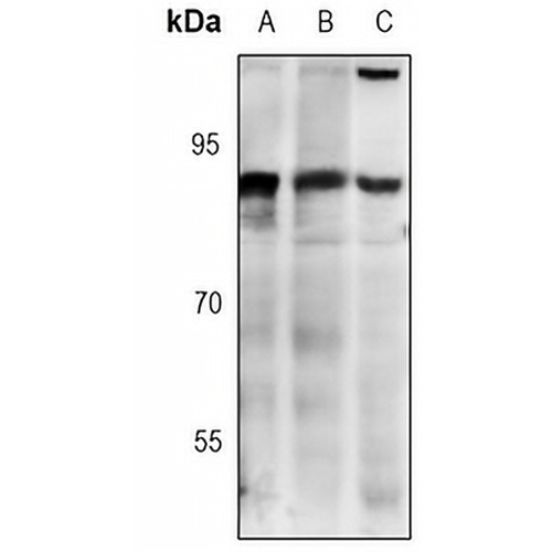 CDC46 Rabbit Monoclonal Antibody(C3065)