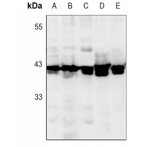 ERK1/2 Rabbit Monoclonal Antibody(C3071)