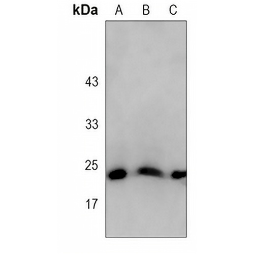 BAX Rabbit Monoclonal Antibody(C3072)