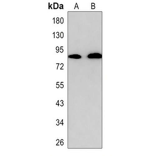 CD91 Rabbit Monoclonal Antibody(C3075)