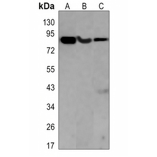 PI3K p85 alpha Rabbit Monoclonal Antibody(C3077)
