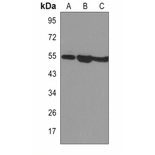 SMAD3 Rabbit Monoclonal Antibody(C3079)