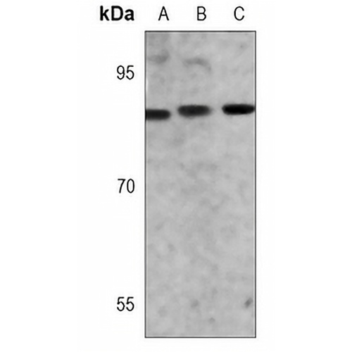 STAT3 Rabbit Monoclonal Antibody(C3083)