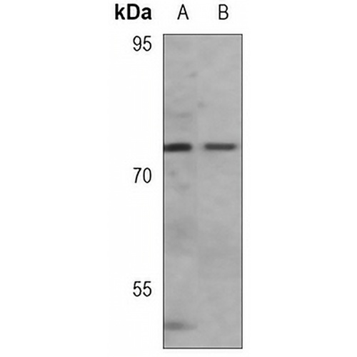 PKR Rabbit Monoclonal Antibody(C3084)