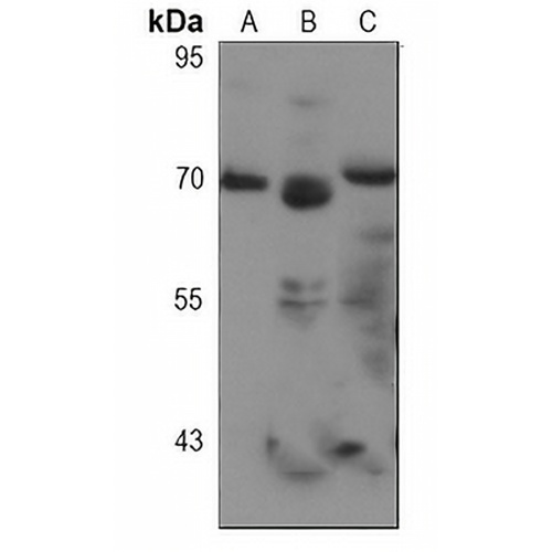 SOX9 Rabbit Monoclonal Antibody(C3085)