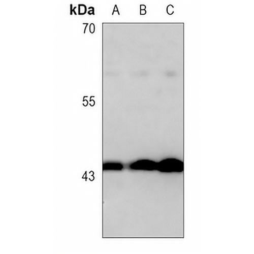 TGF beta 1 Rabbit Monoclonal Antibody(C3086)