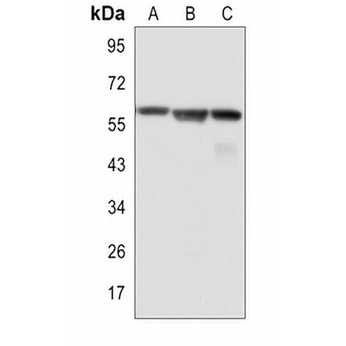 c-Myc Rabbit Monoclonal Antibody(C3088)