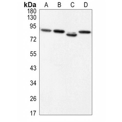 Beta-catenin Rabbit Monoclonal Antibody(C3090)