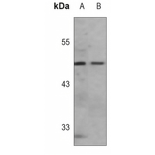 Caspase 9 Rabbit Monoclonal Antibody(C3091)