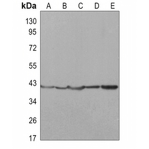 ERK2 Rabbit Monoclonal Antibody(C3092)