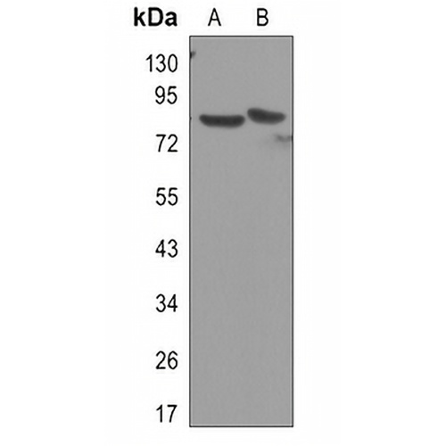IKK alpha Rabbit Monoclonal Antibody(C3093)