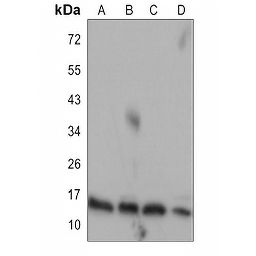 Cytochrome c Rabbit Monoclonal Antibody(C3096)