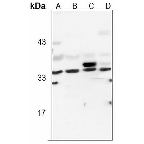 LDHA Rabbit Monoclonal Antibody(C3098)