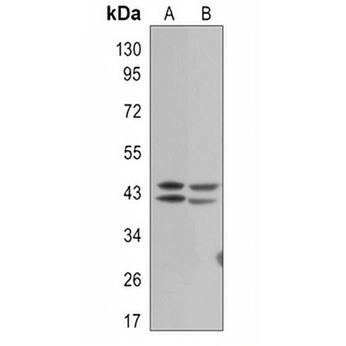 ERK1/2 (Phospho-T202/T185) Rabbit Monoclonal Antibody(C3101)