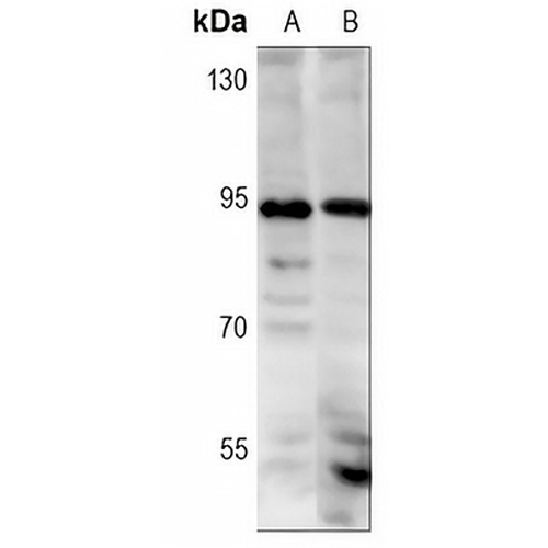 NRF2 (Phospho-S40) Rabbit Monoclonal Antibody(C3102)