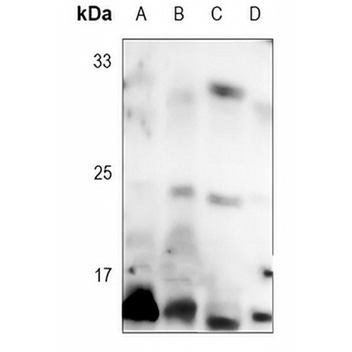 4EBP1 (Phospho-T46) Rabbit Monoclonal Antibody(C3106)