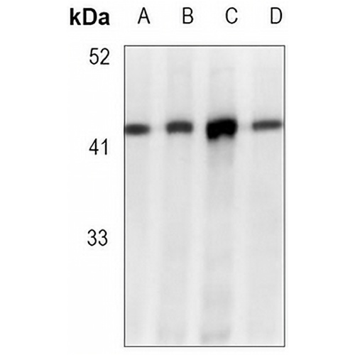 EIF2S1 (Phospho-S51) Rabbit Monoclonal Antibody(C3108)
