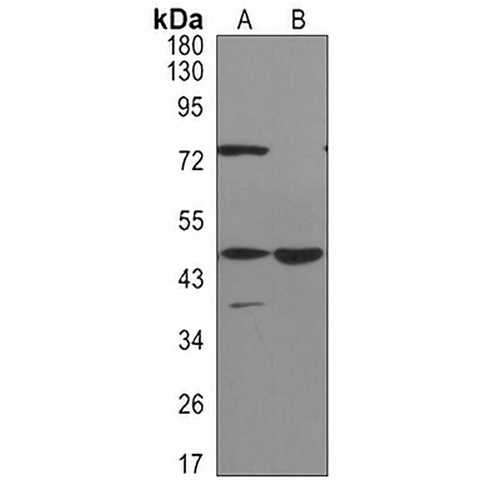 ACOX1 Rabbit Monoclonal Antibody(C3115)