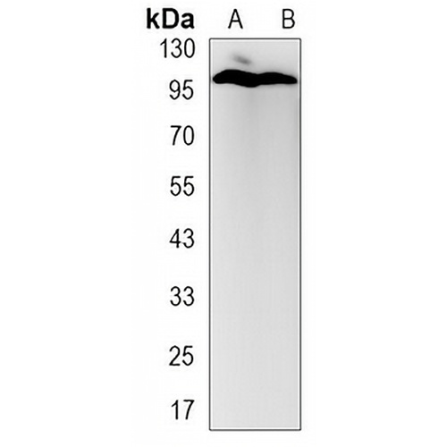 eIF2C2 Rabbit Monoclonal Antibody(C3123)