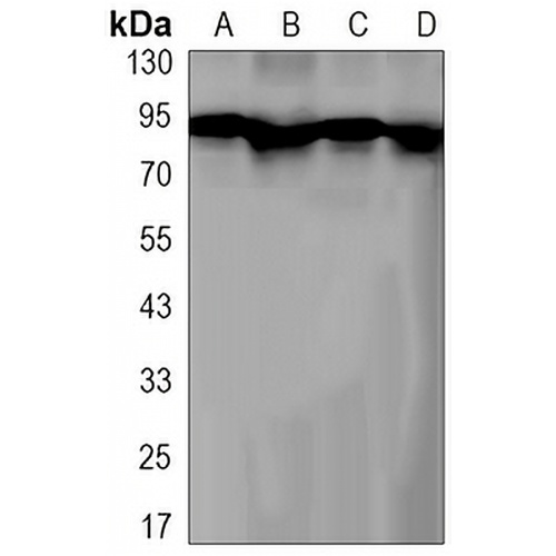 Axin-2 Rabbit Monoclonal Antibody(C3125)