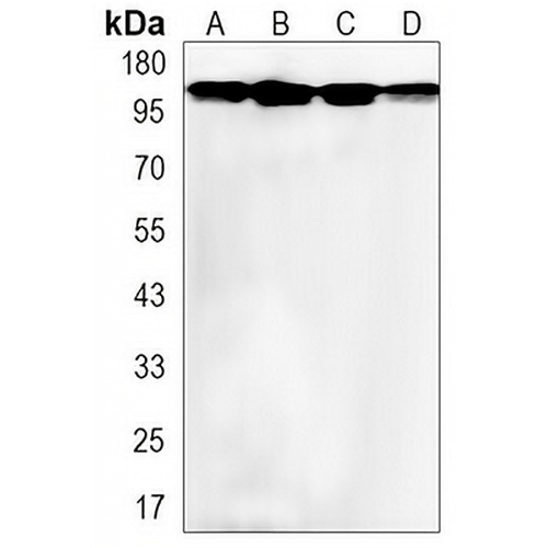 BAG6 Rabbit Monoclonal Antibody(C3126)