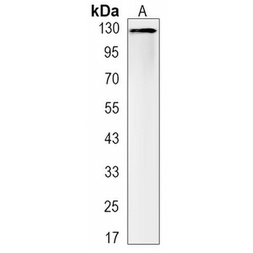 CD31 Rabbit Monoclonal Antibody(C3133)