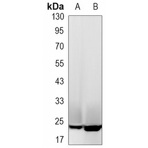 CDC42 Rabbit Monoclonal Antibody(C3134)
