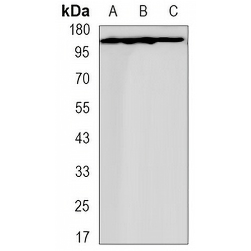 Collagen 3 alpha 1 Rabbit Monoclonal Antibody(C3136)