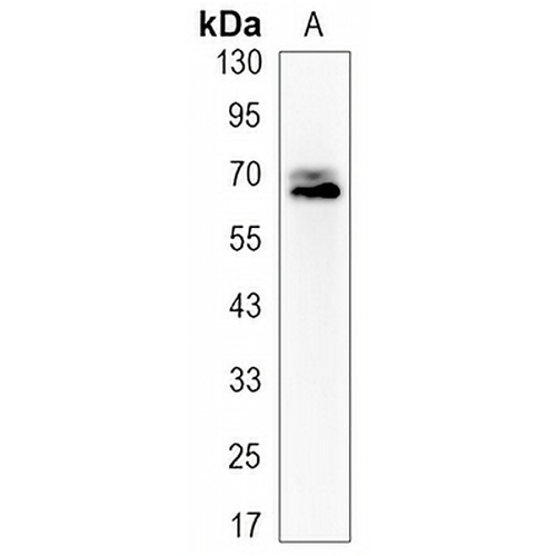 PGHS-2 Rabbit Monoclonal Antibody(C3137)
