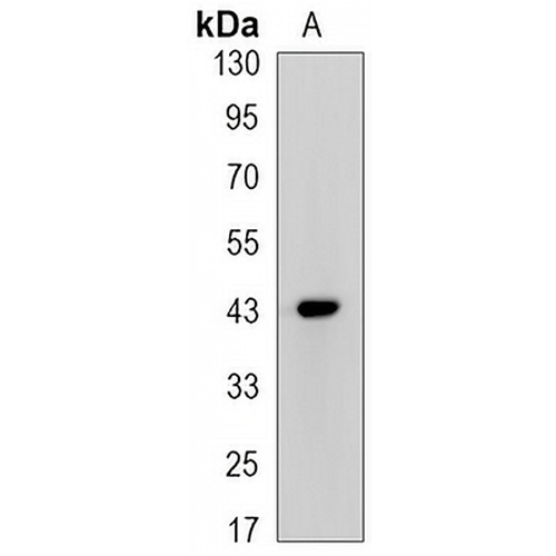 CREB (Phospho-S133) Rabbit Monoclonal Antibody(C3138)