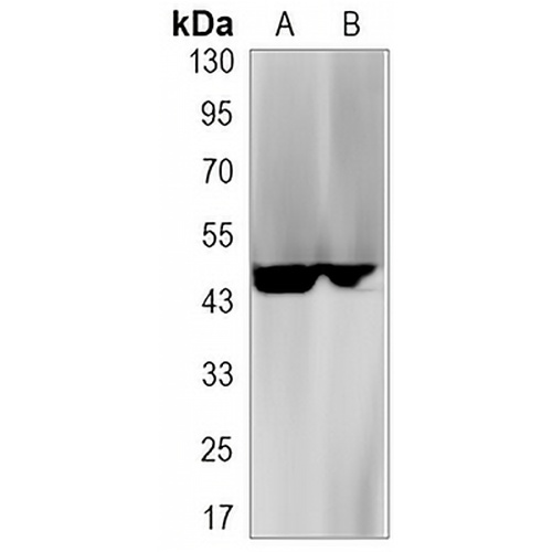 CD95 Rabbit Monoclonal Antibody(C3148)