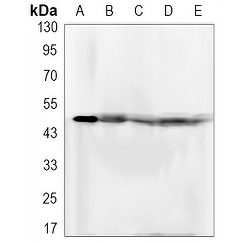 FKBP4 Rabbit Monoclonal Antibody(C3149)
