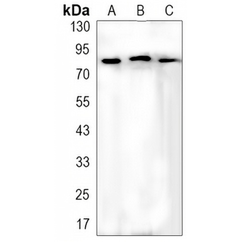 FOXO3 (Phospho-S253) Rabbit Monoclonal Antibody(C3150)