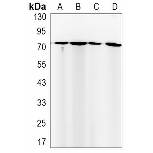 FUBP1 Rabbit Monoclonal Antibody(C3153)