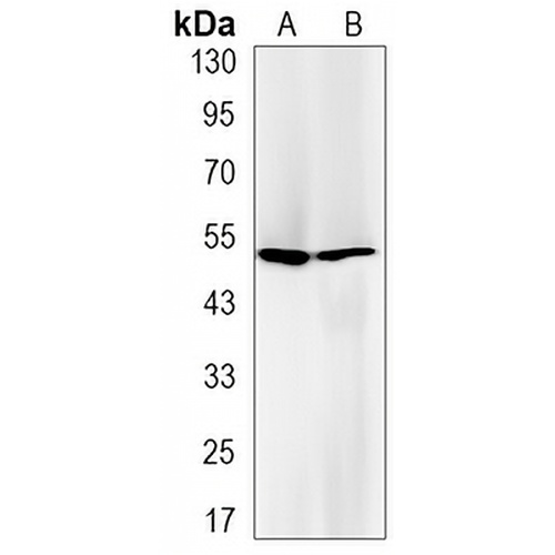 Glutathione Reductase Rabbit Monoclonal Antibody(C3157)