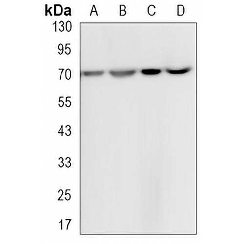 HSP70 Rabbit Monoclonal Antibody(C3162)