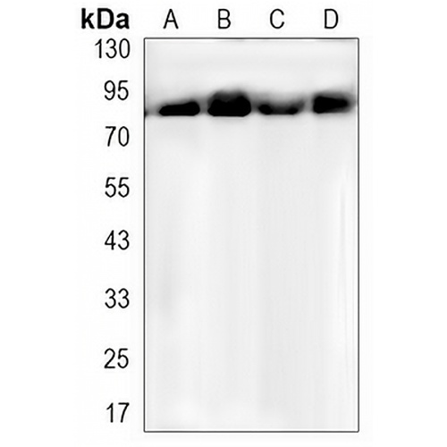 HSP90 alpha/beta Rabbit Monoclonal Antibody(C3163)