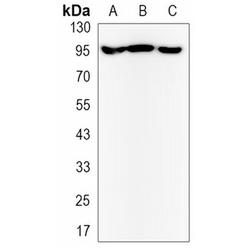 ILF3 Rabbit Monoclonal Antibody(C3164)