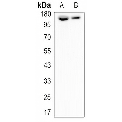 CD49e Rabbit Monoclonal Antibody(C3165)