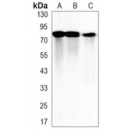 Integrin beta 5 Rabbit Monoclonal Antibody(C3166)