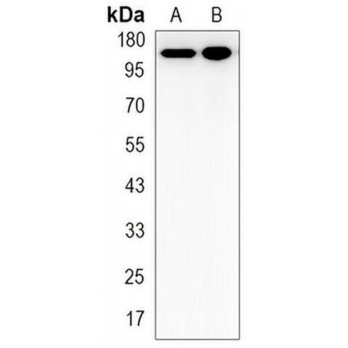 JAK2 Rabbit Monoclonal Antibody(C3167)