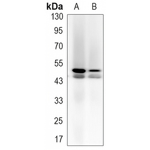 JNK1 Rabbit Monoclonal Antibody(C3168)