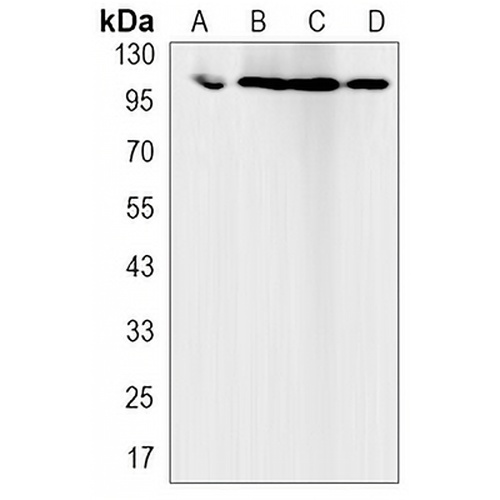 MCM2 Rabbit Monoclonal Antibody(C3171)