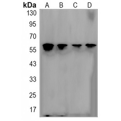 NR1D1 Rabbit Monoclonal Antibody(C3175)