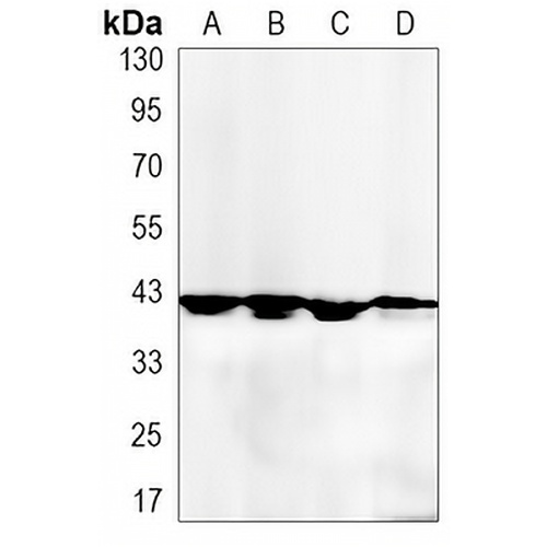 p38 Rabbit Monoclonal Antibody(C3178)