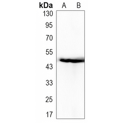 PAI1 Rabbit Monoclonal Antibody(C3180)