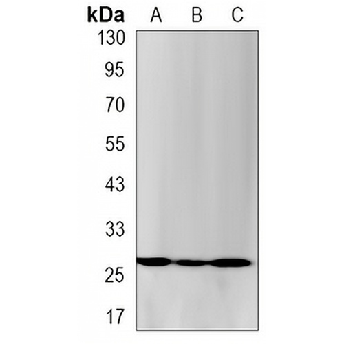 PCNA Rabbit Monoclonal Antibody(C3182)
